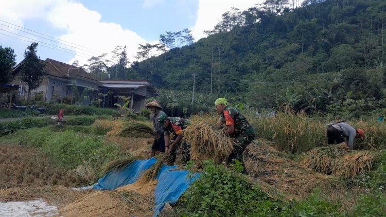 Semangat Ikut Serta Terjun Langsung Ke Sawah Babinsa Karangkobar Bantu Petani Saat Panen Padi