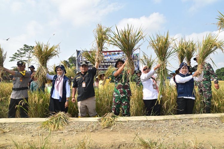 Dandim Banjarnegara Panen Raya di Gumiwang