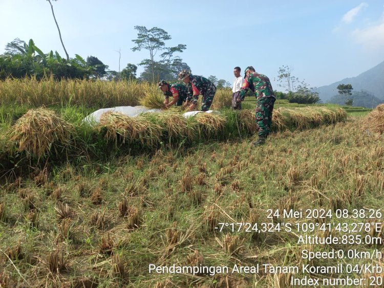 Sudah Menjadi Komitmen Babinsa Turun Ke Sawah Untuk Mendampingi Petani Dari Mulai Penyiapan Lahan Sampai Panen