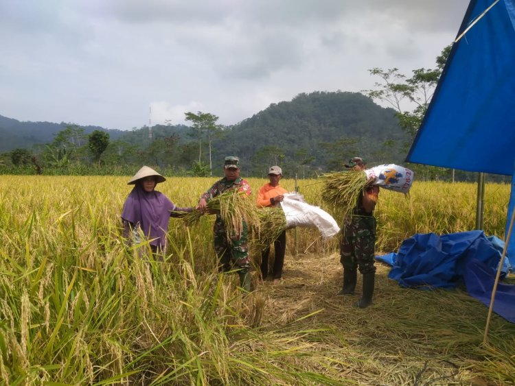 Babinsa Koramil 16/Pejawaran Dampingi PPL Dalam Rangka Peluasan Areal Tanam Padi