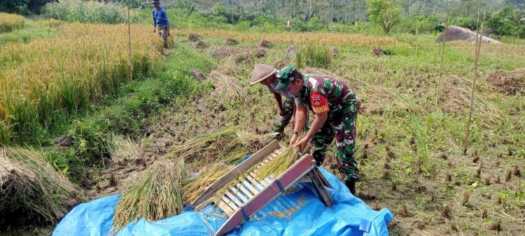 Menumbuhkan Semangat Tinggi Terhadap Para Petani Para Babinsa Karangkobar Bantu Warganya Panen Padi