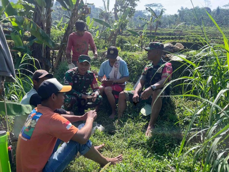 Tingkatkan Ketahanan Pangan, Babinsa Koramil 16/Pejawaran Komsos dengan Petani Padi