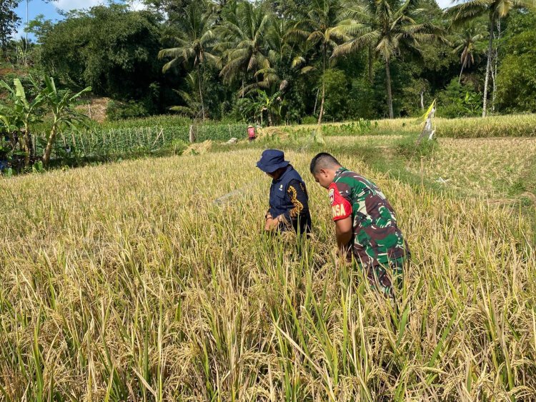 Babinsa Dampingi Perluasan Areal Tanam Padi Di wilayah Desa Binaan