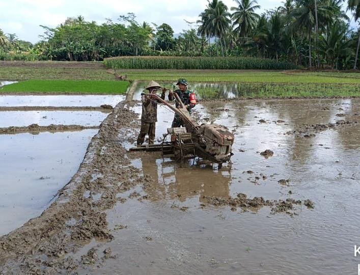 Babinsa Berikan Semangat Warga Dengan Ikut Turun Ke Sawah Bajak Sawah