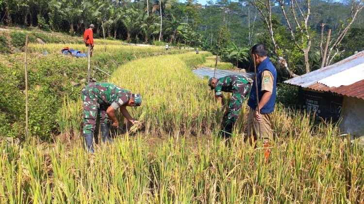 Babinsa Dalam Mendukung Ketahanan Pangan,Terjun Langsung Kesawah Bantu Petani Panen Padi