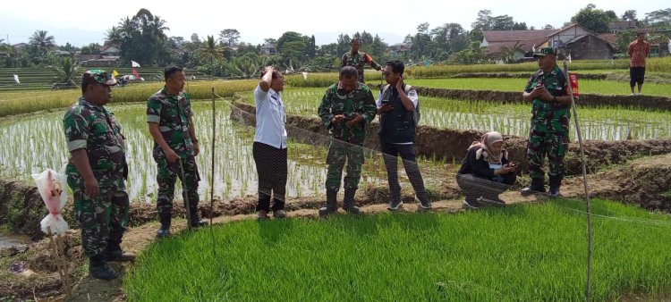 Danramil dan Babinsa Turun ke Sawah Bersama PPL untuk Dukung Petani Lebih Semangat