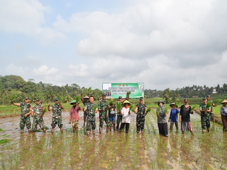 Dandim 0704 Banjarnegara Tanam Padi Protani untuk Program Ketahanan Pangan