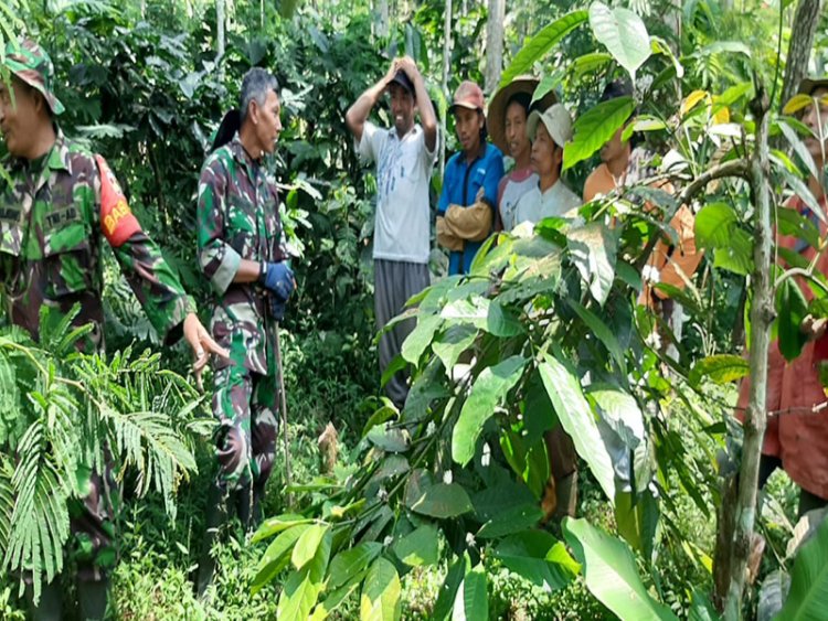 Danramil 17 Wanayasa Dialog Santai dengan Petani Kopi di Kebun Warga