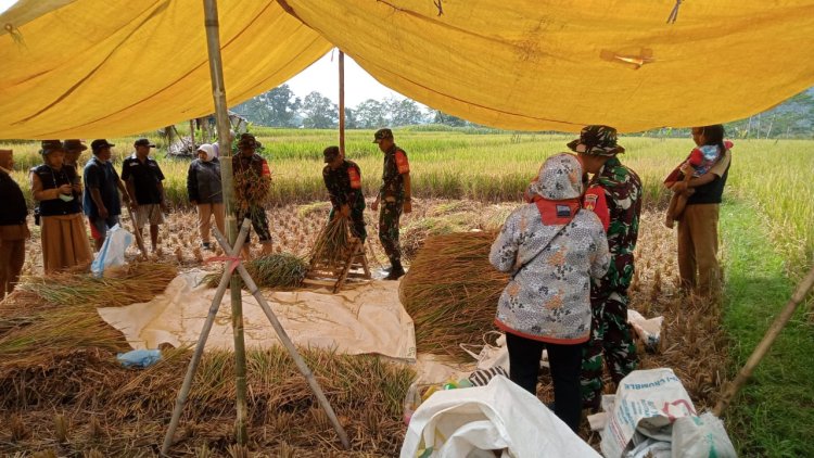 Wujudkan Kemandirian Pangan Babinsa Beserta PPL Bantu Petani Panen Padi