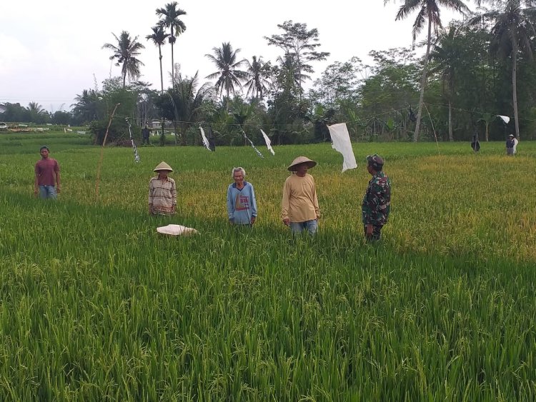 Danramil 12 Sigaluh Pantau Perkembangan Padi Bersama Babinsa dan PPL