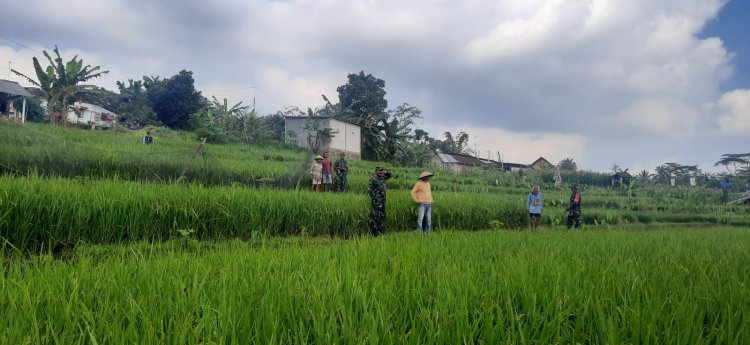 Danramil Bersama Babinsa Dan PPL Monitoring lahan Hanpangan Padi