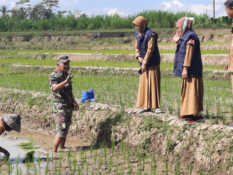 Danramil 03 Wanadadi Dampingi Perluasan Areal Tanam Padi