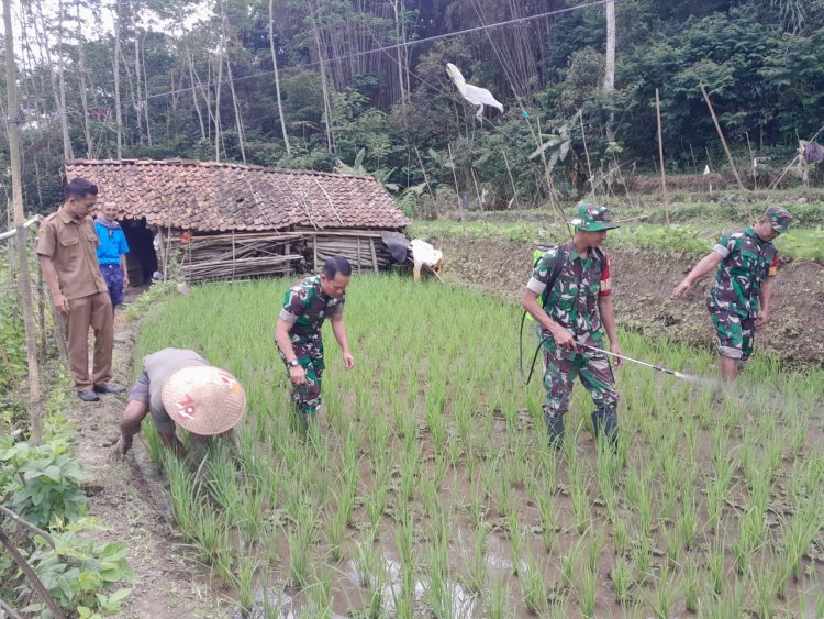 Danramil dan Penyuluh Pertanian Lapangan Turun ke Sawah Dampingi Petani