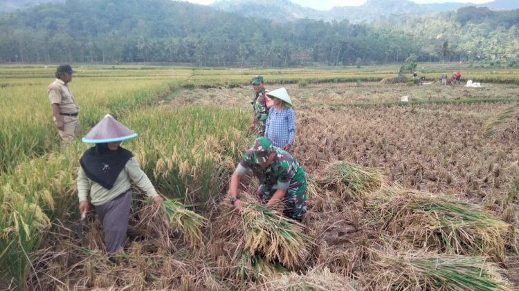 Danramil 09 Susukan Cek Panen Padi Bersama Kelompok Tani Mukti