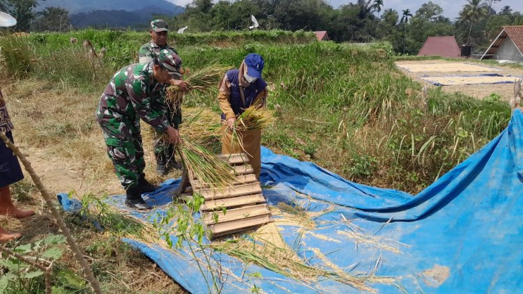 Danramil Banjarnegara Bersama PPL Dampingi Ubinan dan Panen Padi di Karangtengah