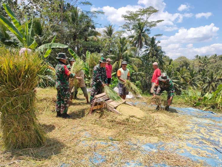 Danramil 18 Pagentan Dampingi Kelompok Tani Adil Makmur dalam Panen Padi