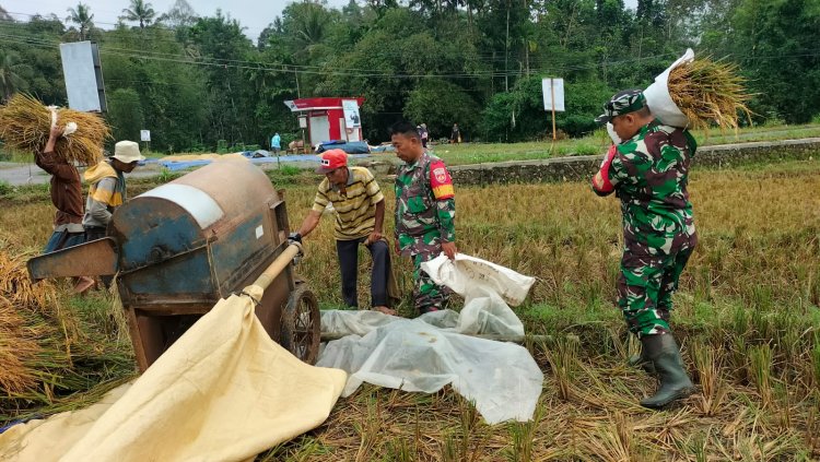 Danramil dan Warga Sidarata Panen Padi