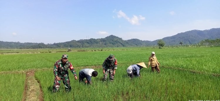 Babinsa Mempelopori Petani Lakukan Penyiangan