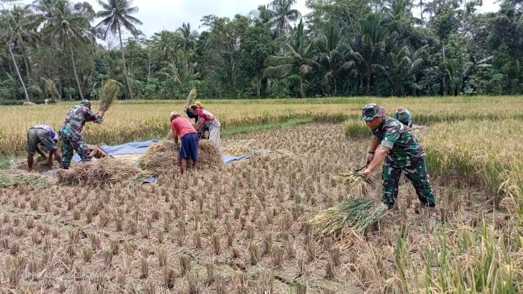 Koramil 03 Wanadadi Panen Padi dengan Poktan Margo Mulyo