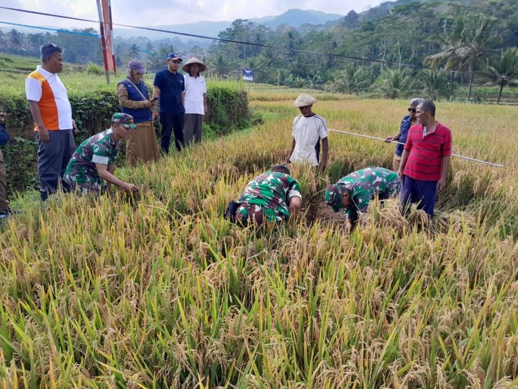 Babinsa Koramil 01 Banjarnegara Ikut Berperan Dalam Kegiatan Ubinan Padi