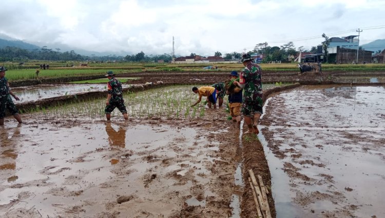 Sukseskan Swasembada Pangan Babinsa Bantu Penanaman Padi