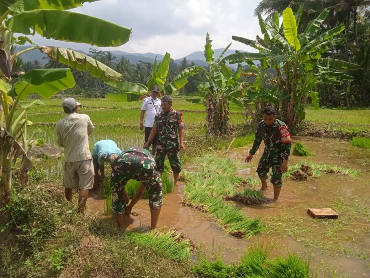 Babinsa Terjun Ke Sawah Dampingi Pencabutan Bibit Padi