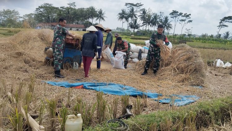 Koramil 10 Bawang Panen Padi bersama Kelompok Tani Sri Rejeki