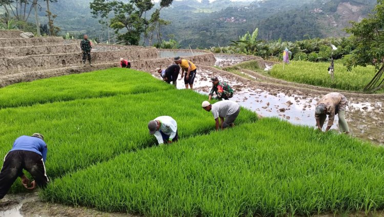 Batituud Melaksanakan Pendampingan Perawatan Bibit Padi