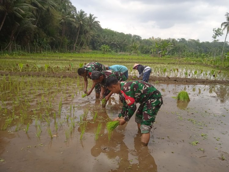 Peningkatkan Ketahanan Pangan Babinsa  Bantu Petani Menanam Padi