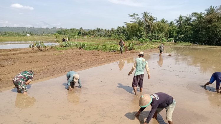 Danramil 08Purwanegara Dukung Ketahanan Pangan, Terjun Bantu Petani Olah Lahan Padi