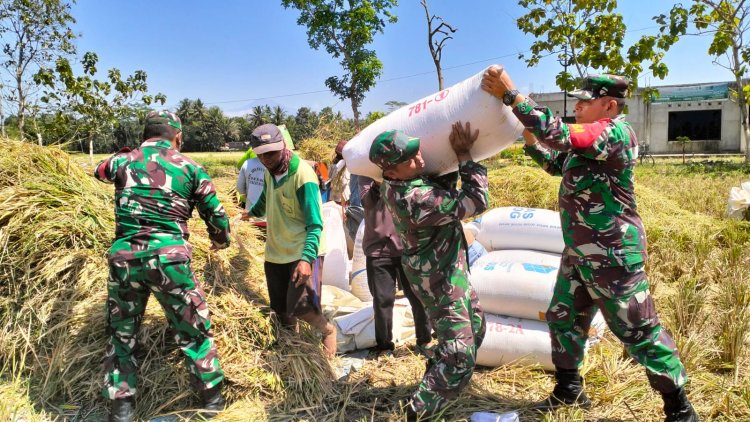 Danramil 02 Klampok dan Babinsa Dampingi Kelompok Tani Mukti Panen Padi