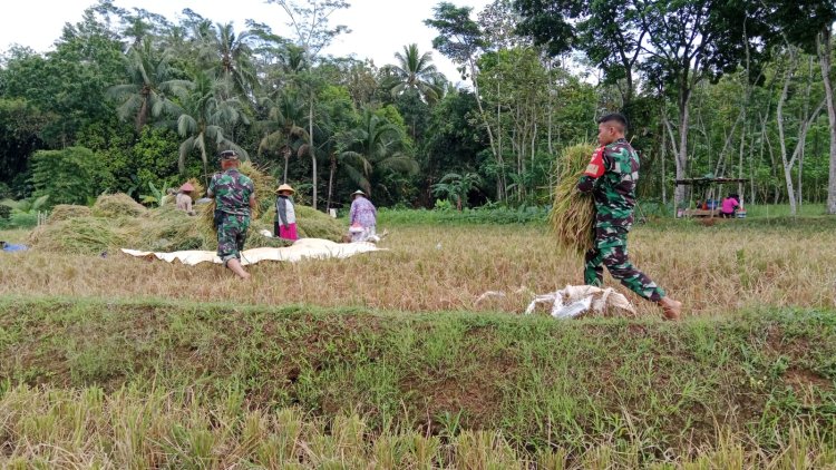 Wujudkan Ketahanan Pangan Danramil Dampingi Petani Panen Padi