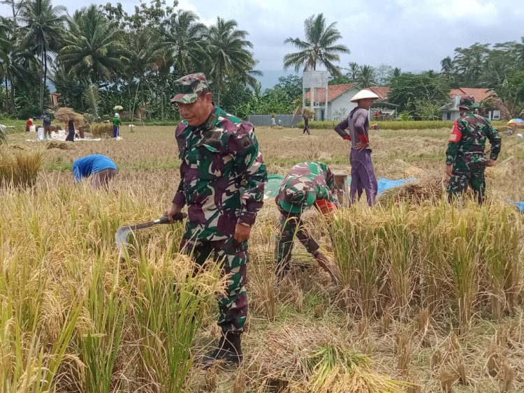 Pgs Danramil dan Babinsa Dampingi Panen Padi di Kecamatan Pagentan