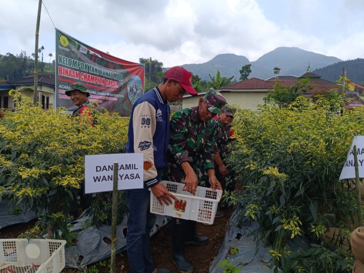 Danramil 17/Wanayasa Turut Serta dalam Kegiatan Panen Raya Cabai 