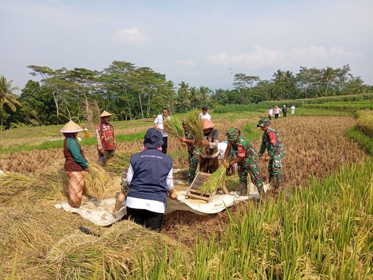 Babinsa Melaksanakan Panen Padi Bersama Poktan 