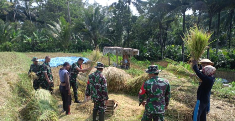 Wujud Nyata TNI Bersama Petani Panen Padi