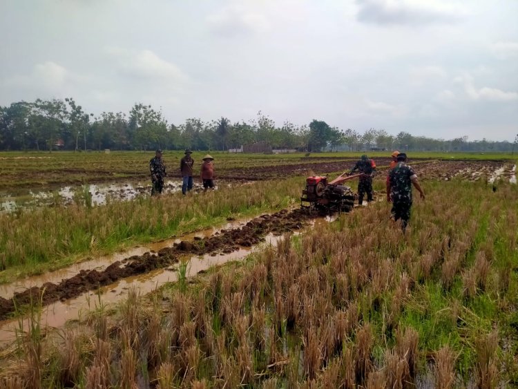 Koramil Klampok Dampingi Petani Olah Lahan untuk Tanam Padi   