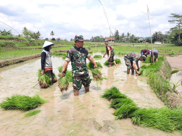 Gotong Royong “Ndaut” Kolaborasi Koramil dan Poktan Sukseskan Persiapan Tanam