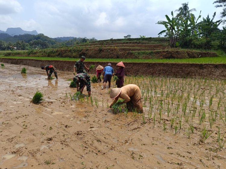 TNI dan Petani Bersinergi Tanam Padi untuk Dukung Ketahanan Pangan