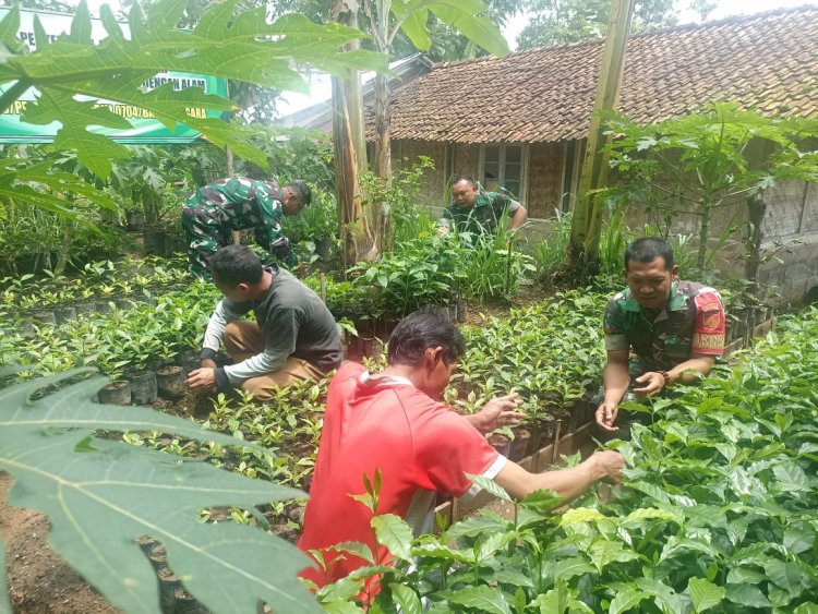 Babinsa Koramil Pejawaran Lakukan Penyemaian Bibit Kopi untuk Kelestarian Alam