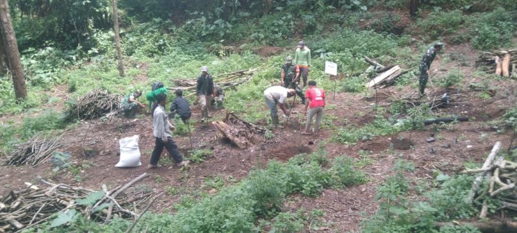 Danramil 06 Kalibening Dukung Penanaman Kopi Arabika Komastri Bersama Petani   