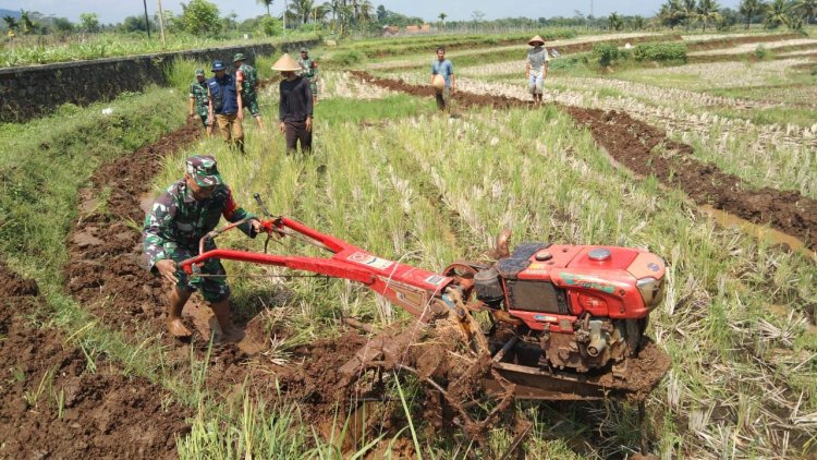 Danramil 09 Susukan Bersama Babinsa Bantu Petani Bajak Sawah