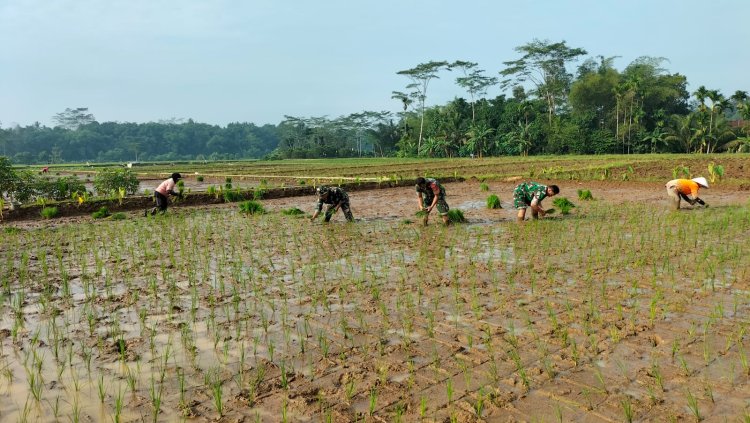 Danramil dan Anggota Turun Langsung kesawah