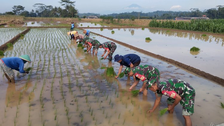 Babinsa Tanam Padi Bersama Kelompok Tani Serayu