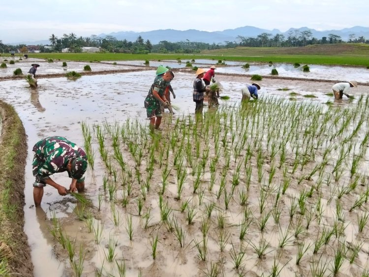 Sukseskan Ketahanan Pangan, Babinsa Dampingi Petani Tanam Padi