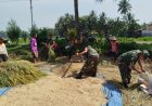 Babinsa Koramil 09 Susukan Bantu Petani Panen Padi di Desa Gumelem Kulon