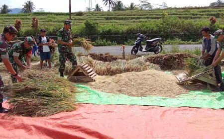 Sukseskan Ketahanan Pangan Anggota Koramil 01 Banjarnegara Bantu Petani Panen Padi