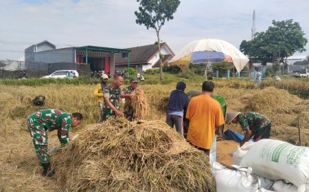 Babinsa Bantu Petani Panen Padi di Desa Purwasaba