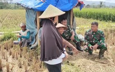 Danramil 08 Purwanegara dan Babinsa  Bantu Sukseskan Program Hanpangan dengan membantu Petani Panen Padi