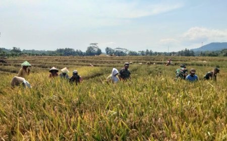 Dukung Ketahanan Pangan Babinsa Kawal Petani Panen Padi Diwilayah